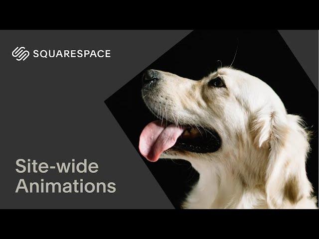 How to Add Site-wide Animations | Squarespace 7.1