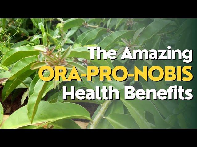 "Discover the Amazing Health Benefits of Ora-Pro-Nobis Plant"