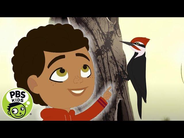 Through the Woods | Rider and the Woodpecker | PBS KIDS