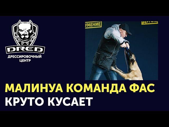 Как научить собаку команде фас/чужой | Малинуа охраняет | Овчарка хватает