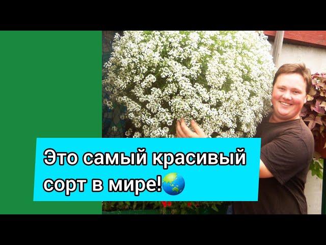 АЛИССУМ СНОУ ПРИНЦЕСС!!!Уход за маточниками!