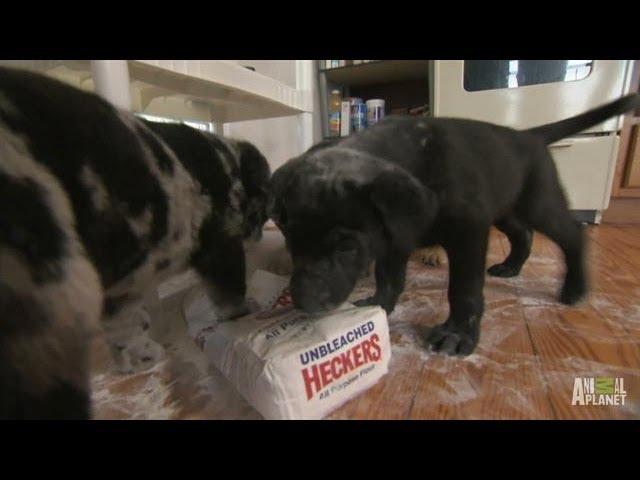 Retriever Pups Aren't Very Good Cooks | Too Cute!