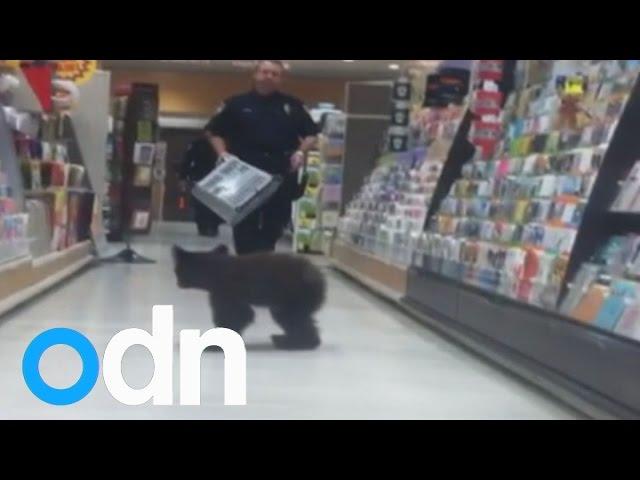 Cute: Baby bear wanders into US drug store