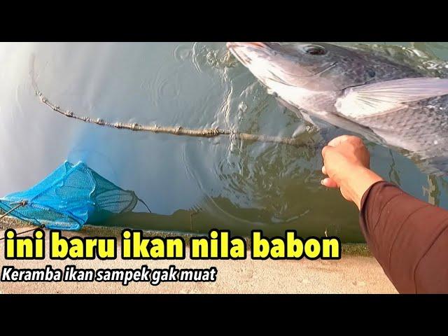 Rekor..!!Mancing Ikan Nila Besar Babon liar Terbanyak