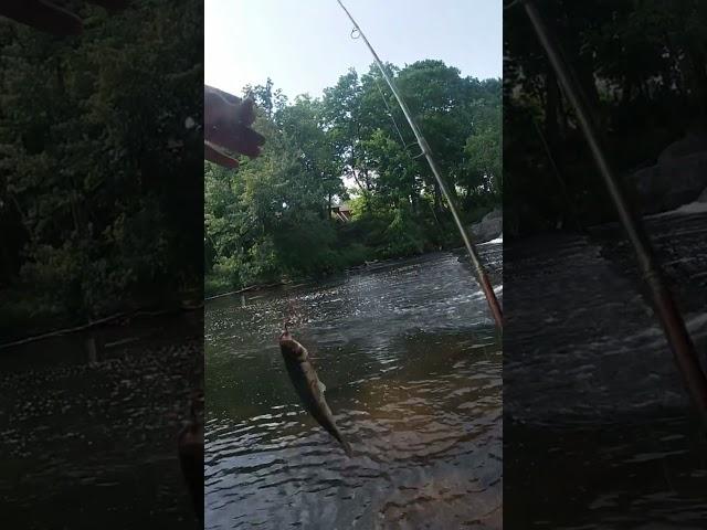 Giant Creek Chub caught #michigan #fishing #hugefish #shorts