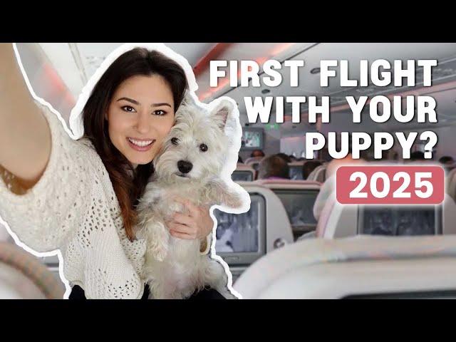 How To Fly With Your Dog In The Cabin In 2025 | Our experience bringing our Westie puppy on a plane