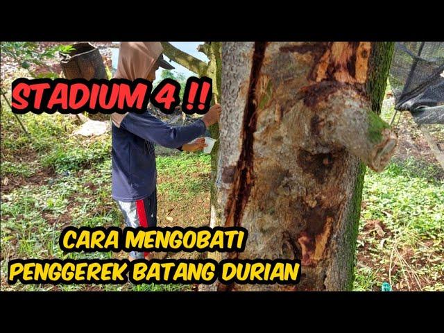 CARA MENGOBATI PENGGEREK BATANG DURIAN‼️ INSYA ALLAH SEMBUH 