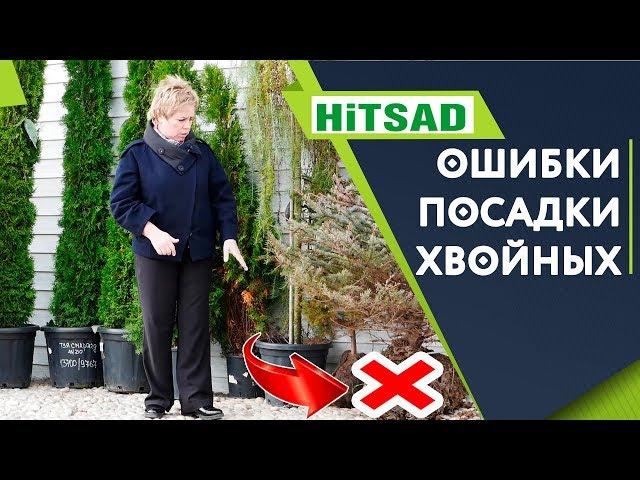 4 ОШИБКИ при посадке Хвойных  Хвойные деревья в саду   hitsad.ru