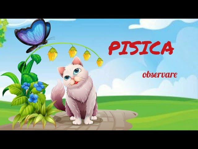 PISICA | observare| cunoașterea mediului