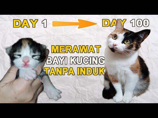 CARA MERAWAT BAYI KUCING TANPA INDUKNYA