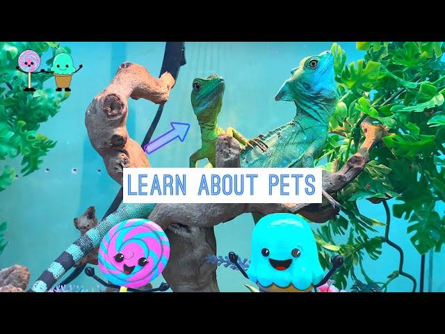 ADVENTURES learn with Lolli And Sweets about Pets.