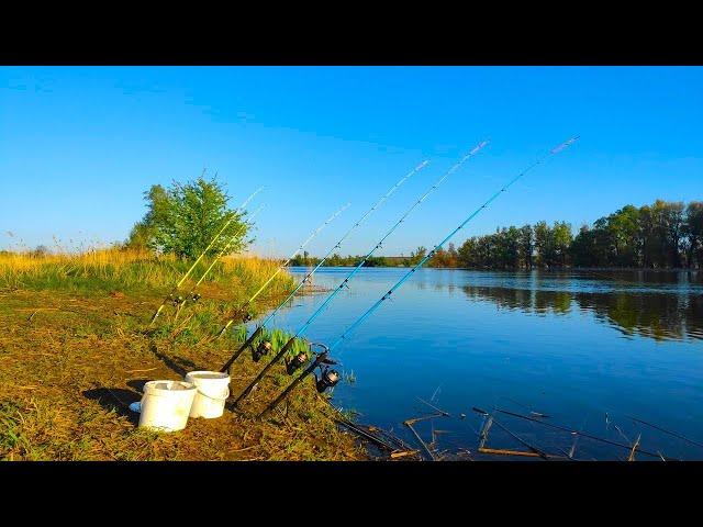 CARP!!! CRUCIAN MONSTERS!! Donkey Crocodile Fishing in spring 2024