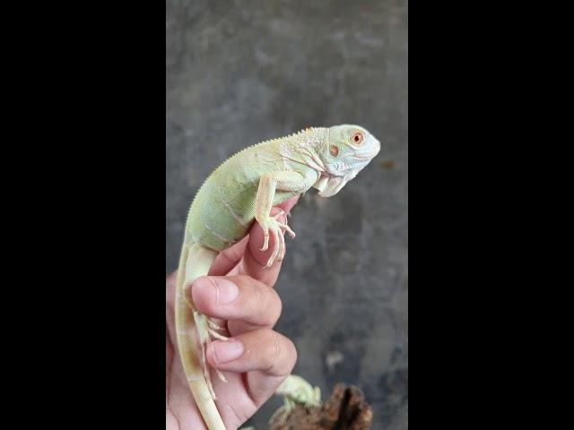 Snow iguana by Golden Brazier reptile