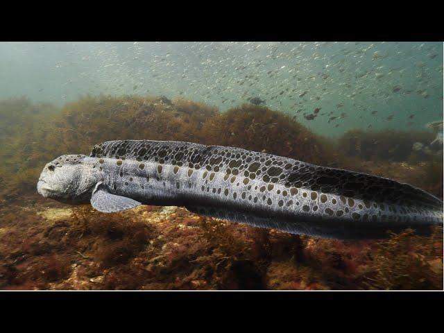 The Best of Puget Sound Diving