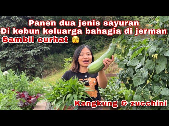 PANEN KANGKUNG DAN ZUCCHINI DI KEBUN KELUARGA BAHAGIA DI JERMAN SAMBIL CURHAT