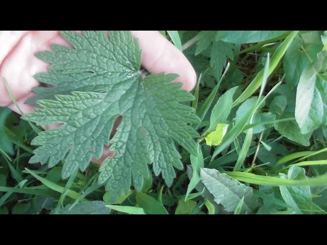 Leonurus cardiaca, known as motherwort, throw-wort, lion's ear, and lion's tail