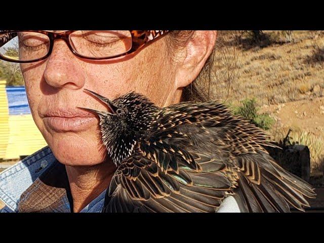 European Starling whistles duet with Rescuer when reunited after being apart for 2 years!