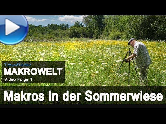 Makrofotografie in der Sommerwiese  - mit Stacking-Techniken