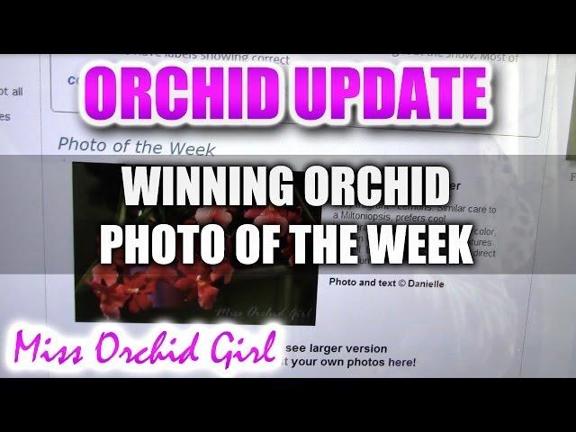 My Orchid featured on the American Orchid Society website!