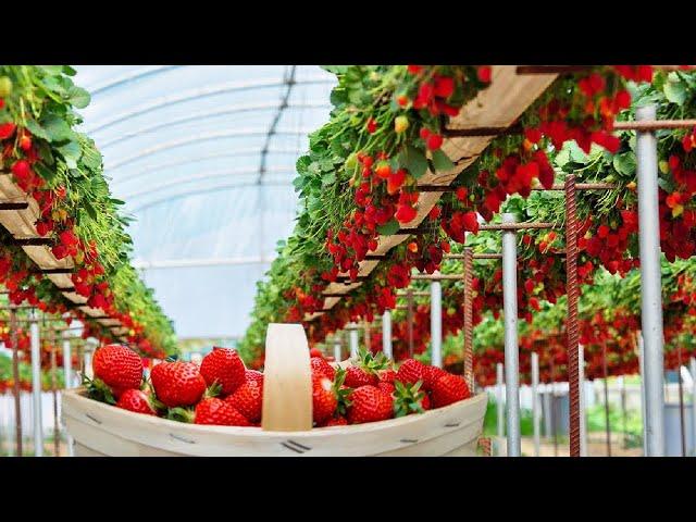 Excellent hydroponic cultivation of strawberries in a greenhouse and satisfactory harvest process