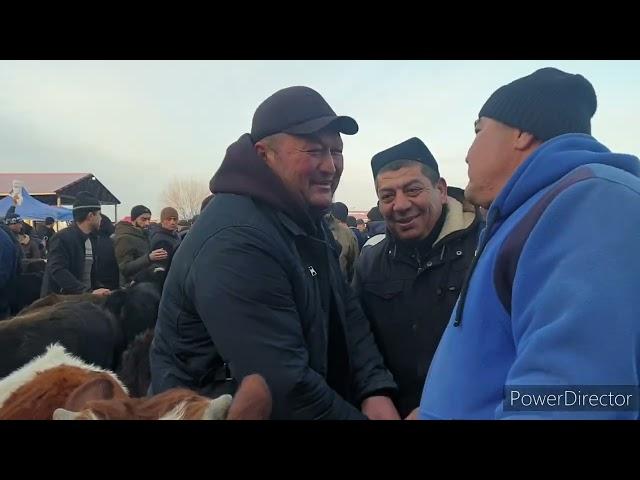 SAMARKAND OQDARYO CATTLE MARKET