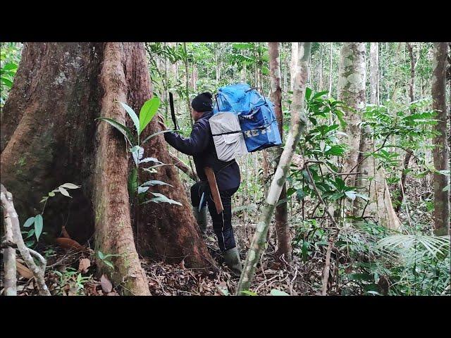 MASUK HUTAN SUMATRA UTARA MIKAT BURUNG CUCAK IJO POIN BERLIMPAH SAMPAI DIGUYUR HUJAN SAAT MIKAT #1