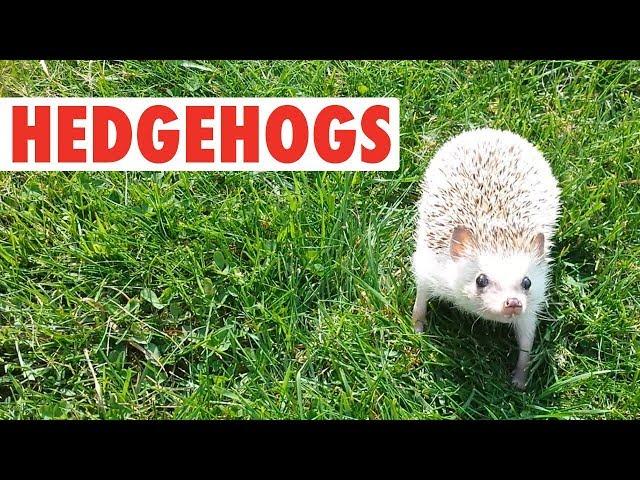 Happy Hedgehogs | Funny Pets Video Compilation