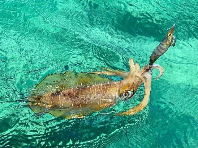 Montebello Islands Tiger Squid