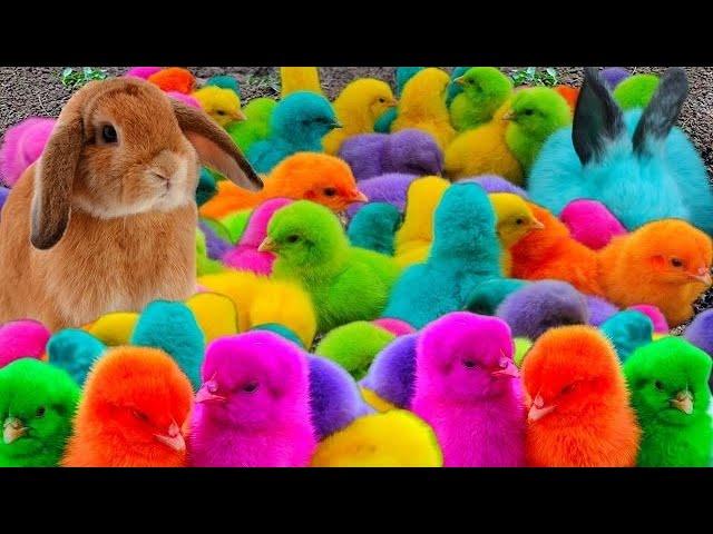 Menangkap ayam lucu, ayam warna warni, ayam rainbow, bebek, angsa, ikan hias, ikan cupang, Kelinci