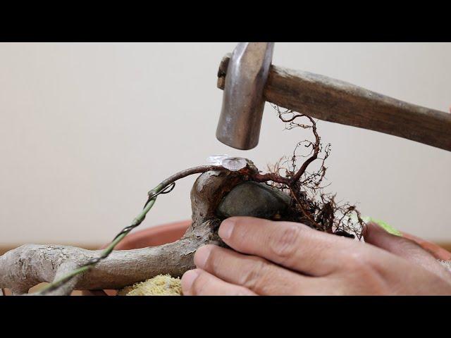 Make roots   Japanese technique　根接ぎの技術