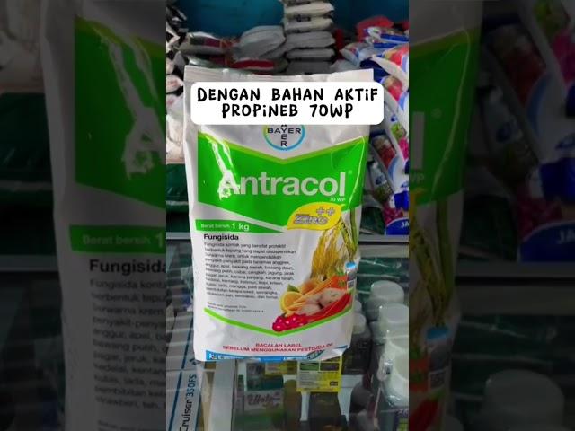 Fungisida Antracol 70% #antaracol #bayer #propineb