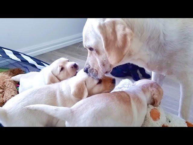 How a Mother Dog Disciplines Her 5 week old Puppies and Teach Them to Play Nice