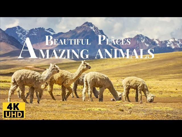 From the Galapagos to the Himalayas/ Most Beautiful Places and Animals in the World/ Relaxing Music