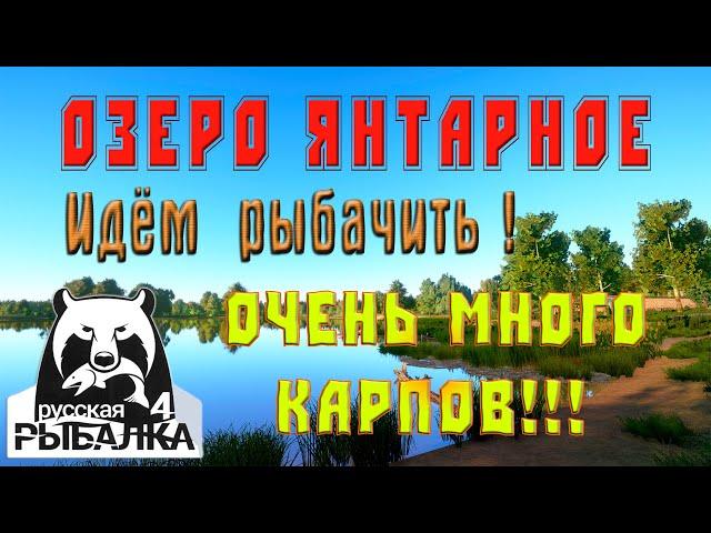 Русская Рыбалка 4. Озеро Янтарное. Идём рыбачить!