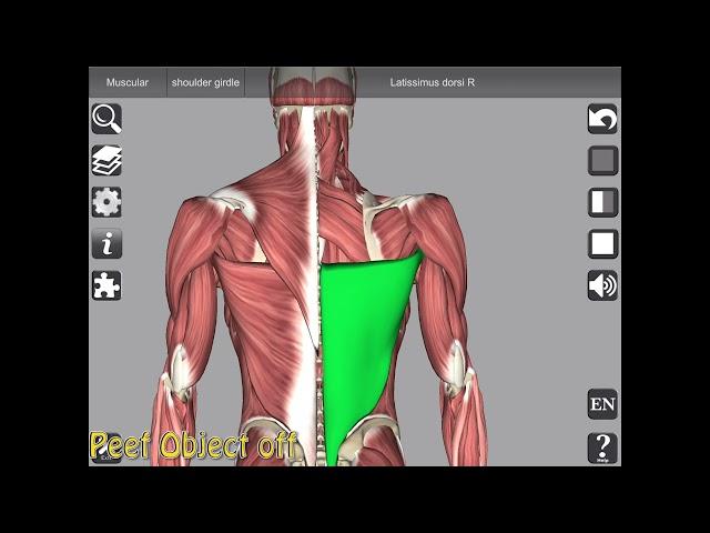 3D Anatomy app with Muscle Actions