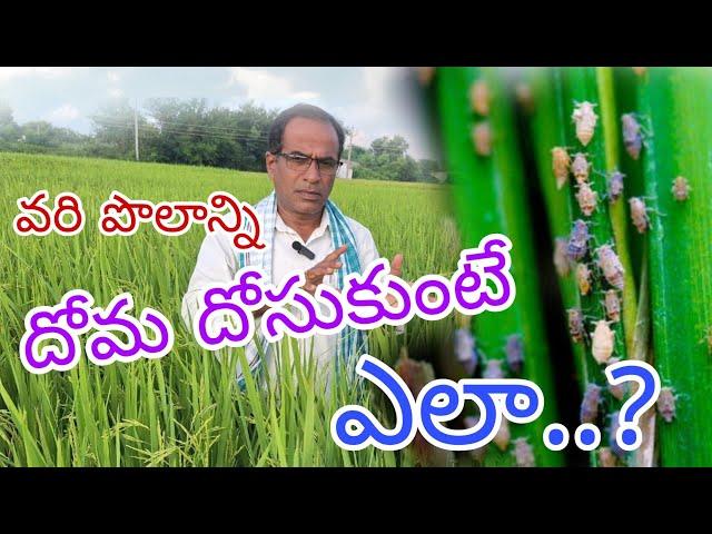 వరి పొలాన్ని దోమ దోసుకుంటే ఎలా..?|paddy saficient medicine in sudidhoma|by karshaka nestham