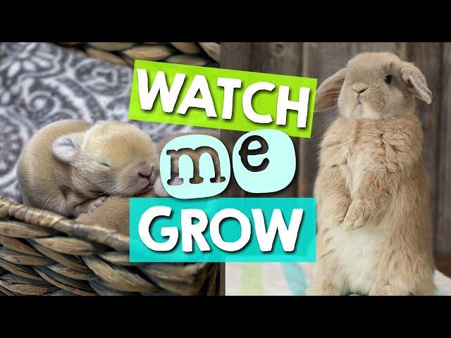 How Fast Does a Bunny Grow?  1 to 16 Weeks (Time-Lapse)