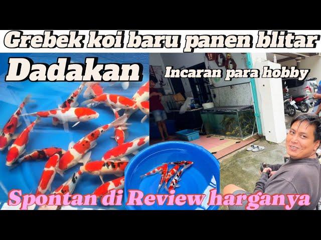 Masih utuh ni ‼️grebek koi baru panen di dekat blitar park‼️langsung review harga koi nya