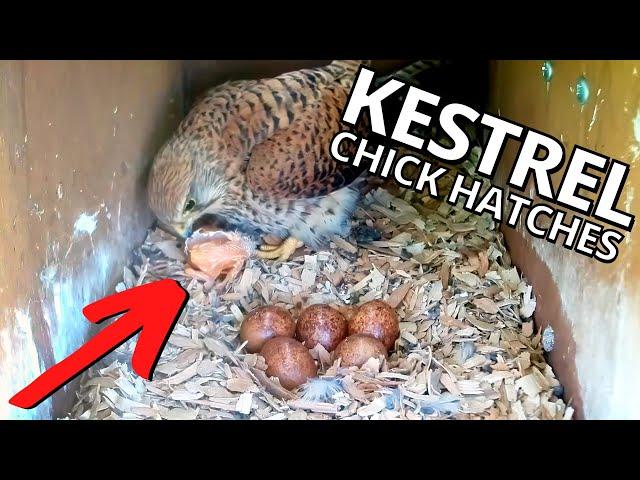 Kestrel Chick Takes a Dramatic Tumble When Hatching