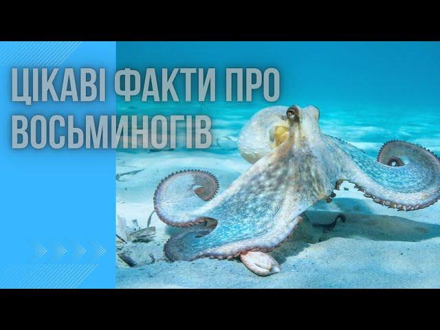 Цікаві факти про восьминогів