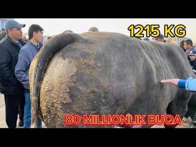 80 MILLIONLIK GIGANT BUQA SOTILDI