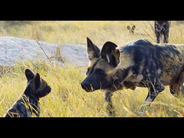 Robotic Spy Puppy Meets Wild Dogs