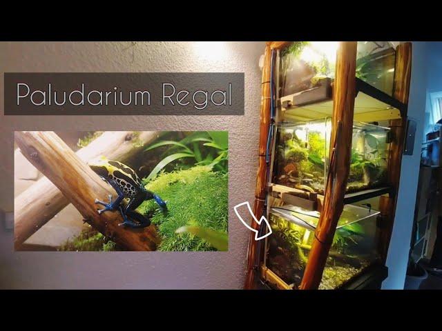 Regenwald / Paludarium Regal - Terrarien für Pfeilgiftfrösche (Regenwald Bewohner)