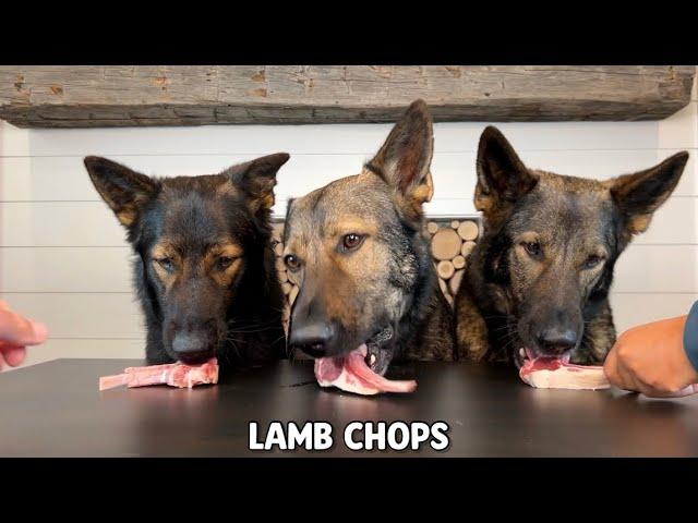 My 3 German Shepherds Review Foods