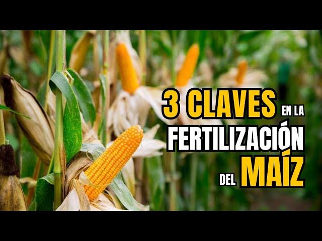 Maximiza tus cosechas de maíz con esta guía de fertilización - fertilización en cultivo de maíz