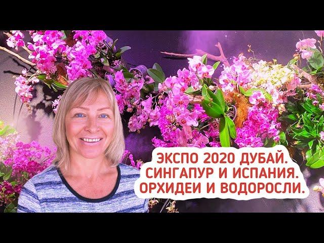 ЭКСПО 2020 Дубай. Павильон Сингапура и Испании. Орхидеи и водоросли. Дубай 2021. Секреты ЭКСПО.