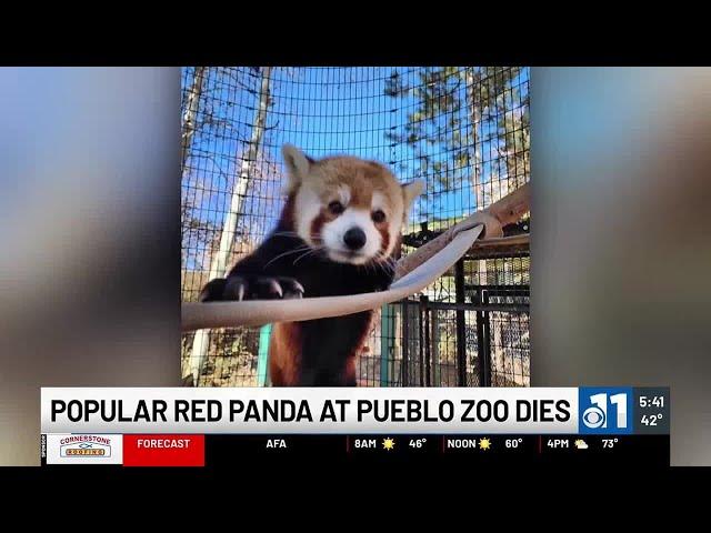 WATCH: Popular red panda at Pueblo Zoo dies