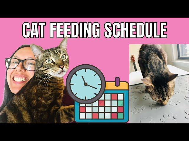 Why I feed my cat at scheduled mealtimes (and you probably should too)