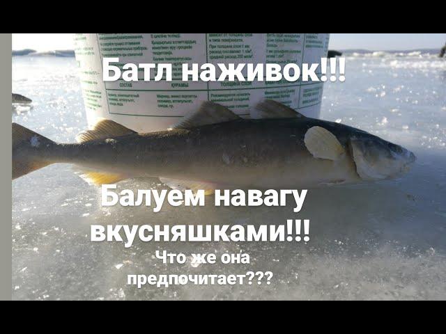 Батл НАЖИВОК  !!! Вкусняшки для наваги !!! Что же она предпочитает  ???