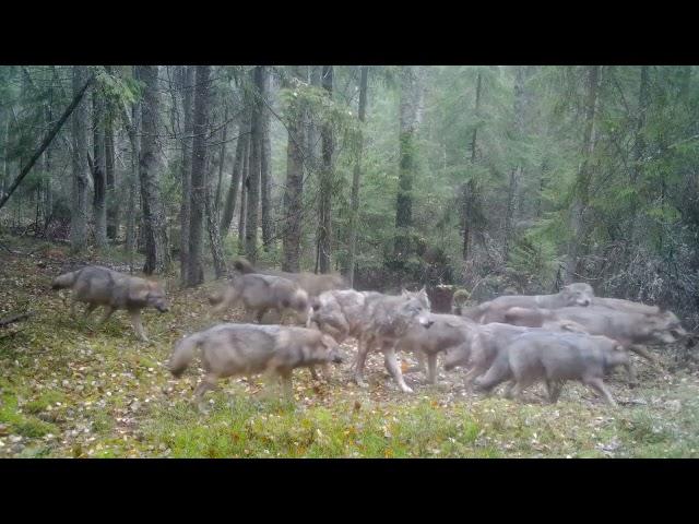 Крупная волчья стая из 12 особей у нас в Терешкинском лесничестве!